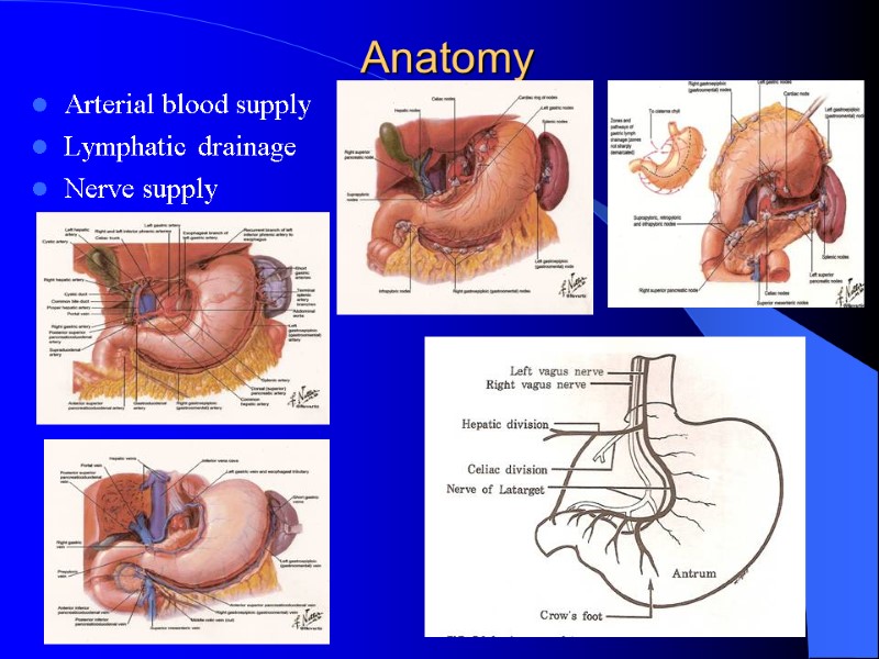 Anatomy Arterial blood supply Lymphatic drainage Nerve supply